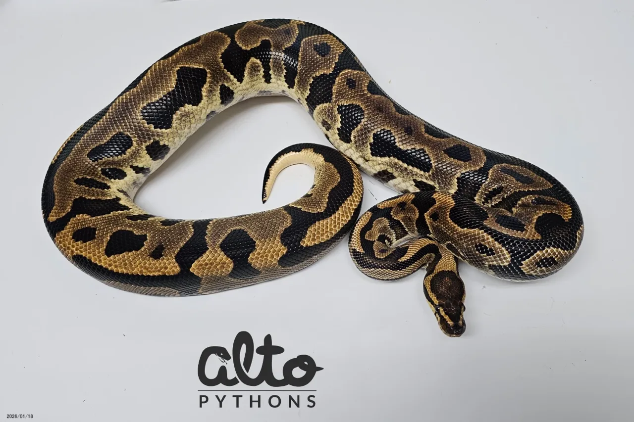 Leopard Amplify het Clown - Royal Python