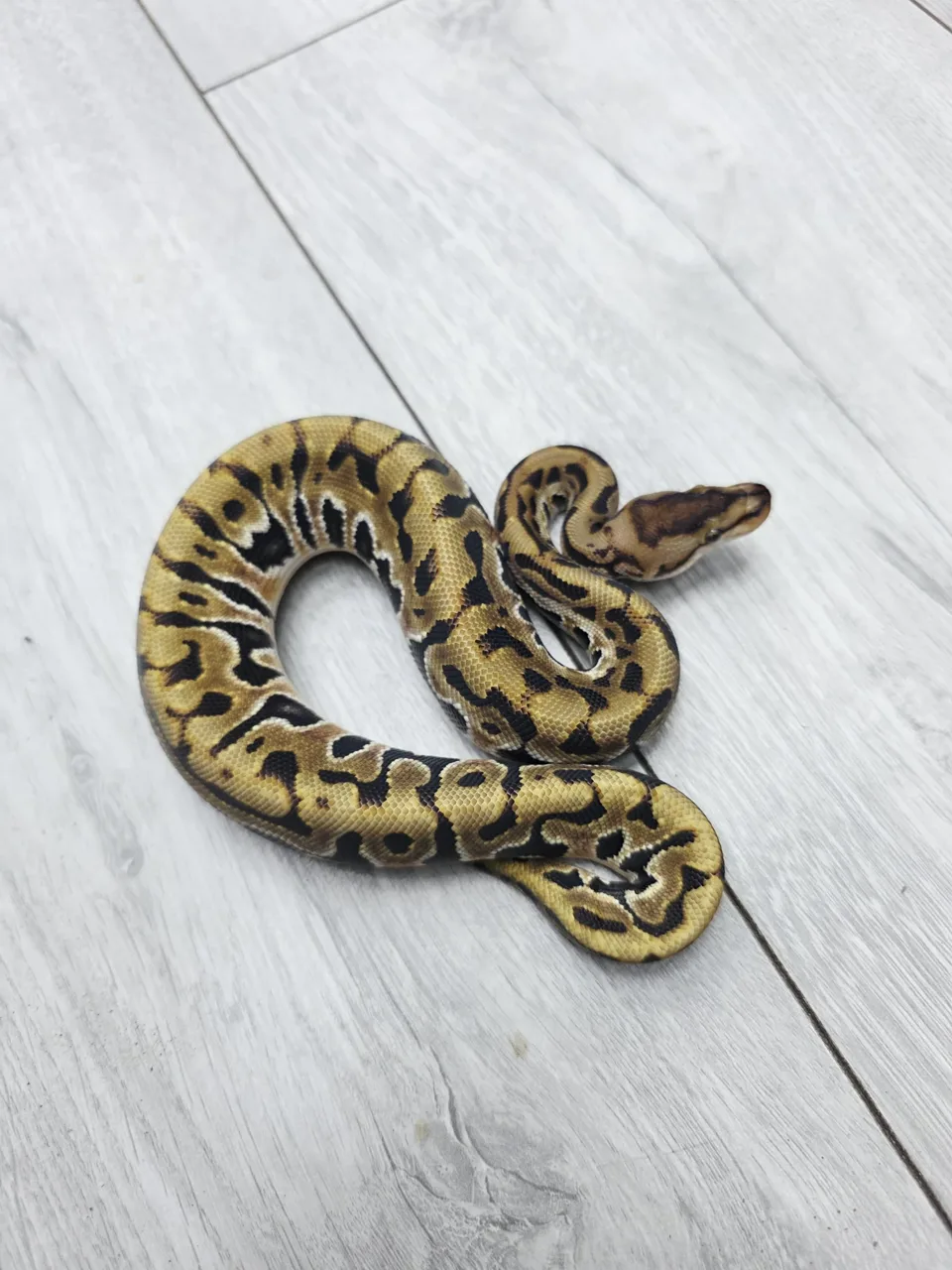 HGW puzzle - Royal Python