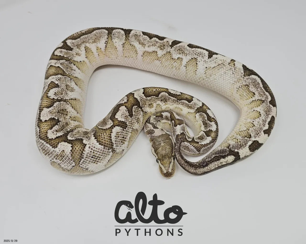 Bamboo Leopard Black Pastel (Prob OD) het Clown - Royal Python, Photo 1 of 2