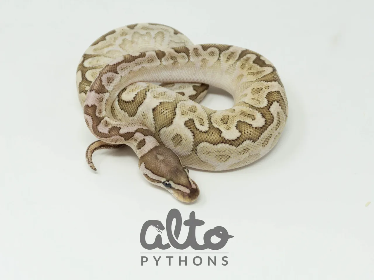 Bamboo Leopard Black Pastel (Prob OD) het Clown - Royal Python, Photo 2 of 2
