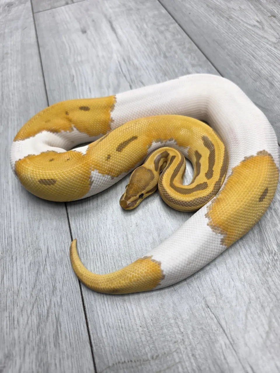 Leopard ultramel pied - Royal Python