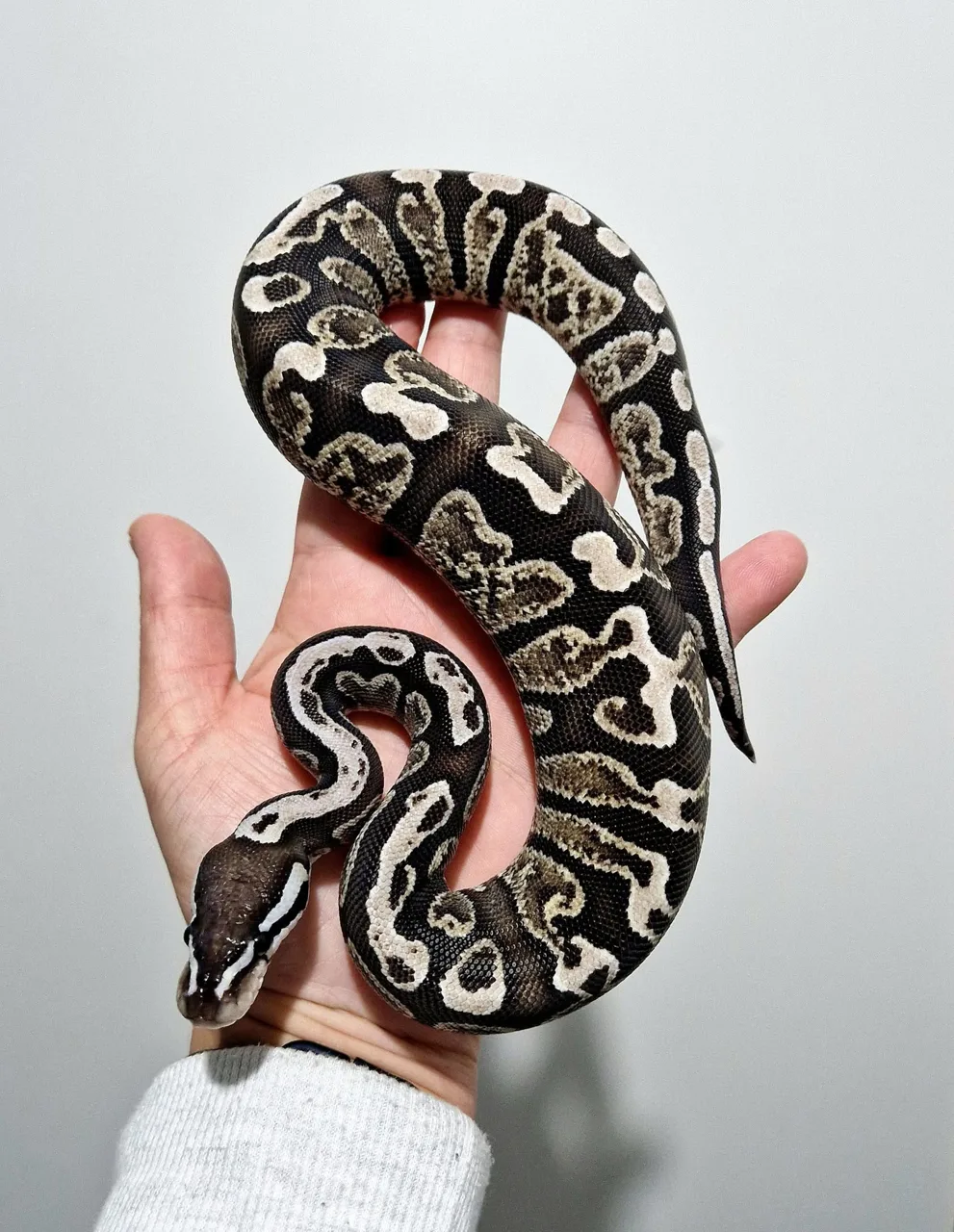 Axanthic enchi ghi - Royal Python