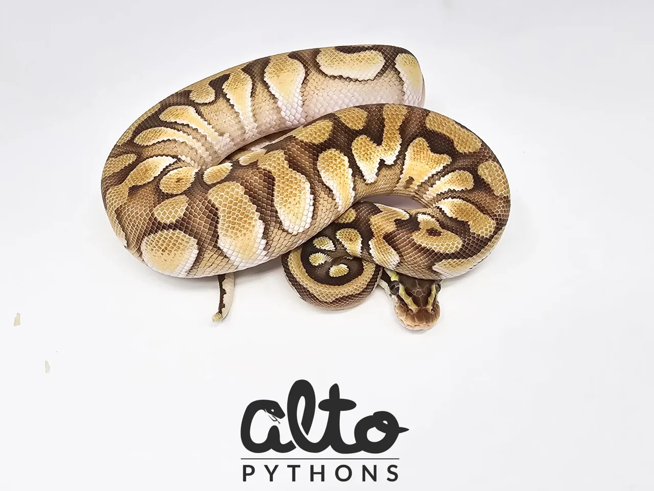 Enchi Mojave Pastel Het Rainbow Hypo Clown - Royal Python