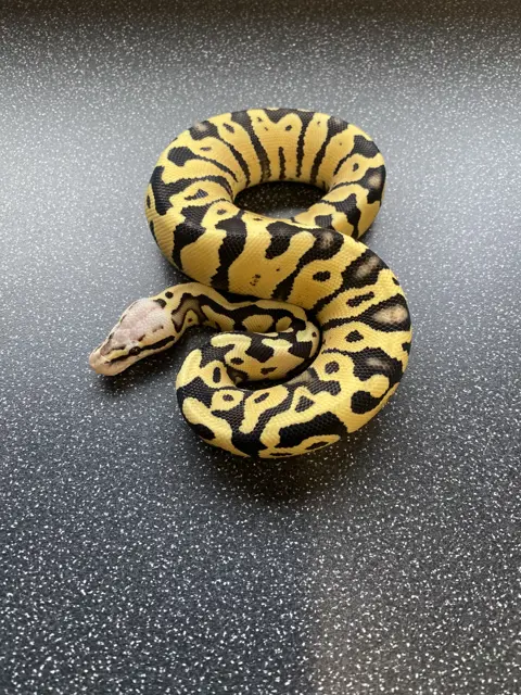 Pastel dg het clown - Royal Python