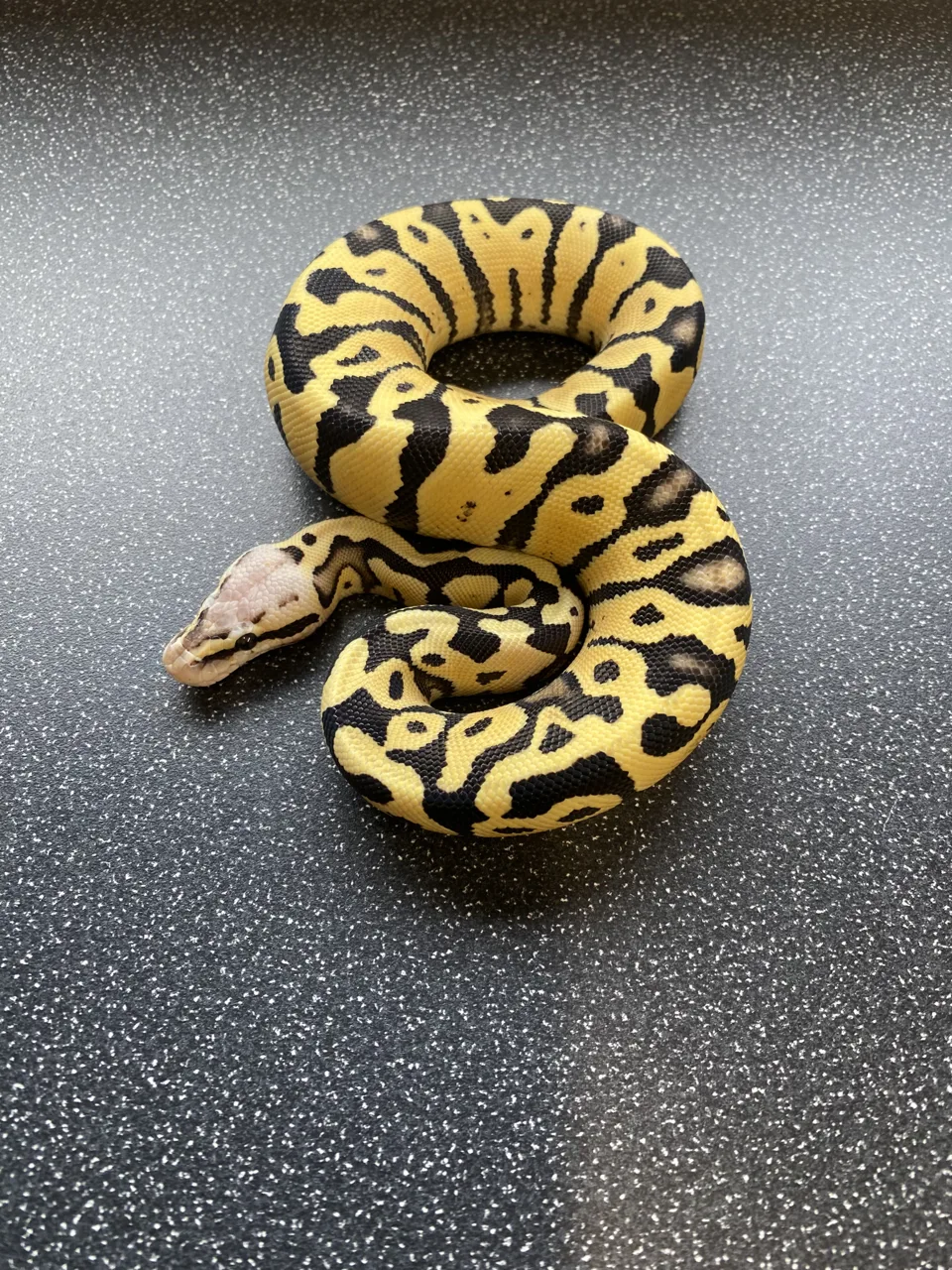 Pastel dg het clown - Royal Python