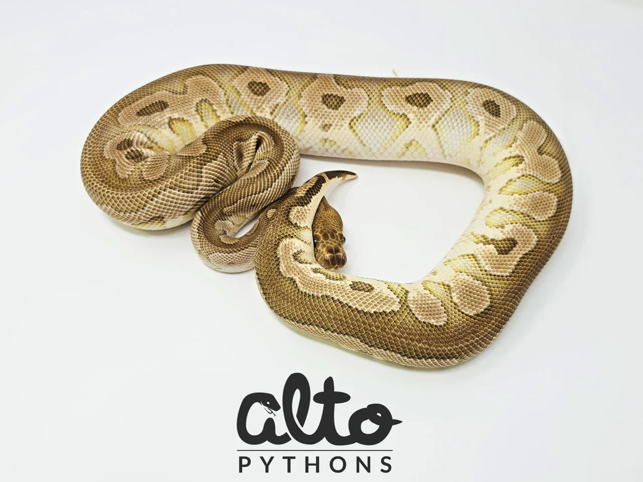 Mojave Clown - Royal Python, Photo 1 of 2