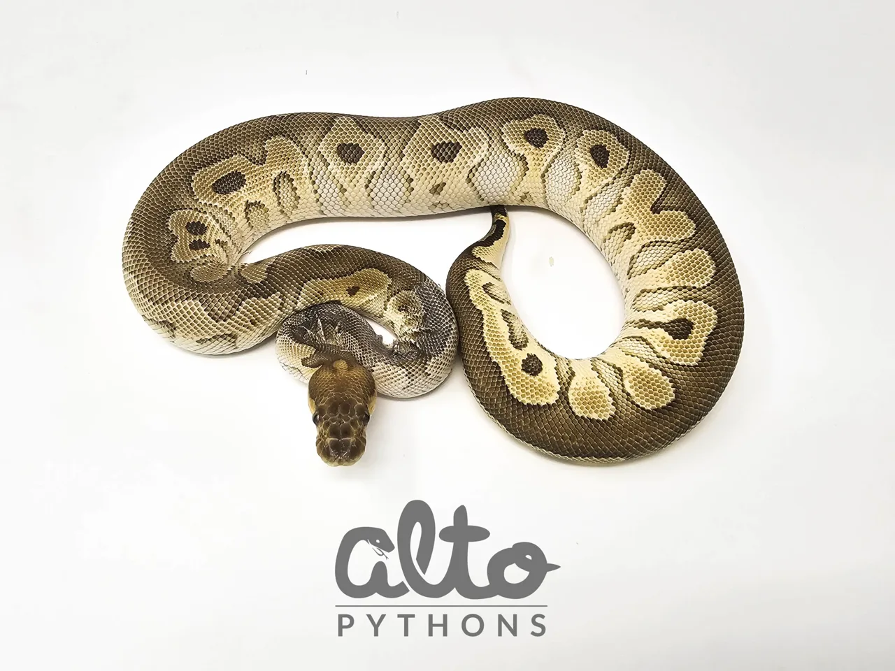Mojave Clown - Royal Python, Photo 2 of 2