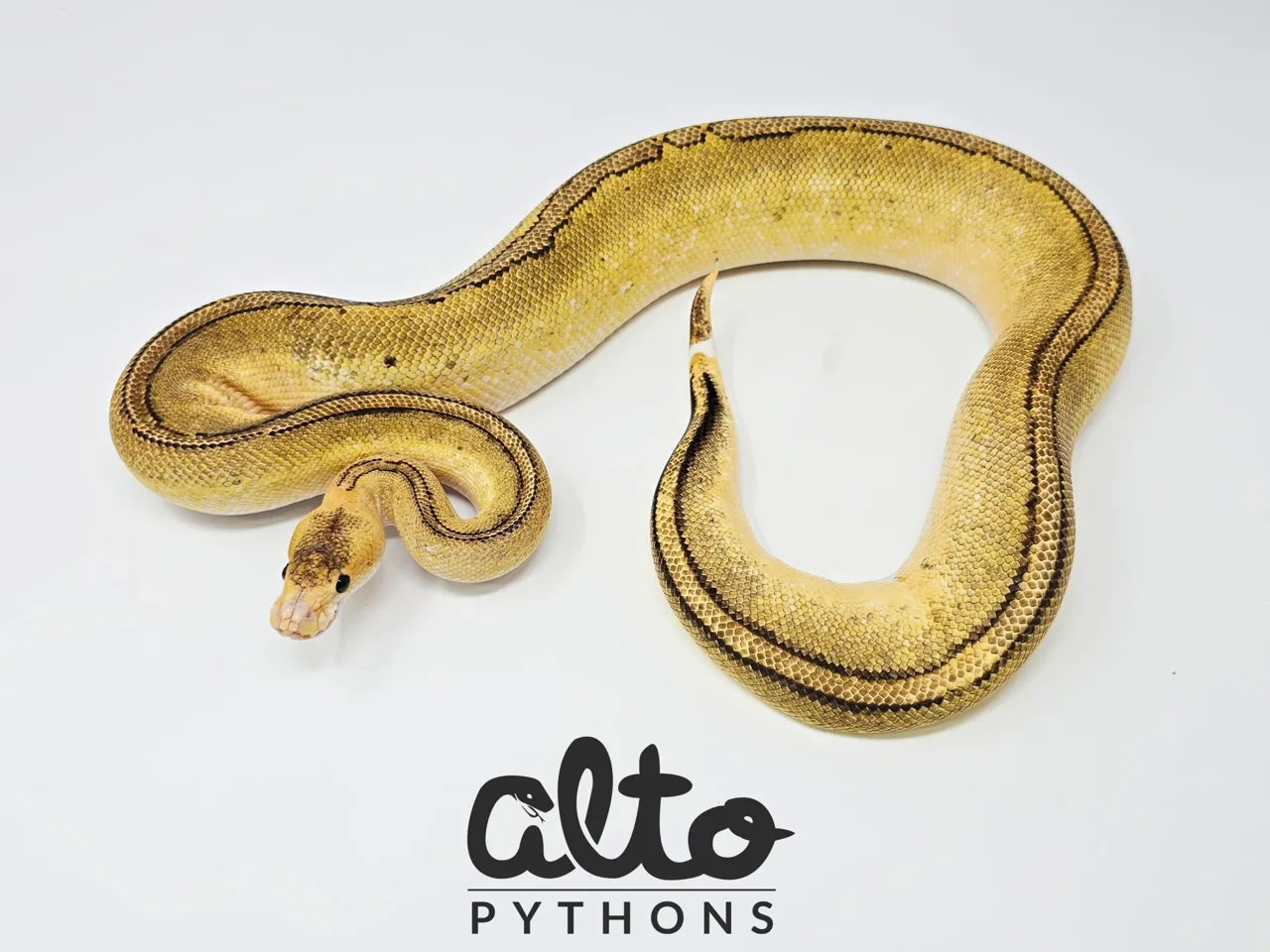 Arroyo Champagne (poss Tango) het Clown - Royal Python