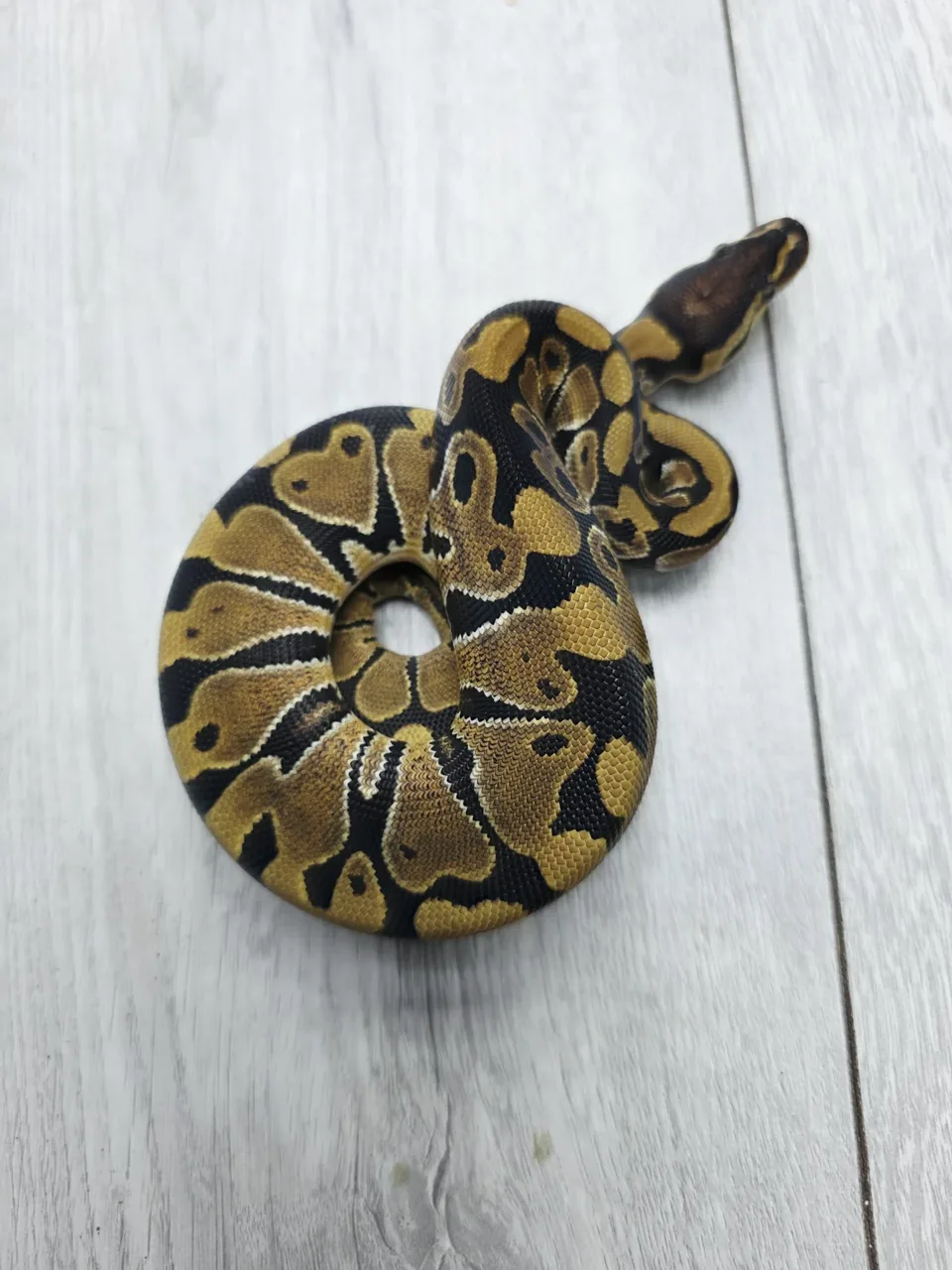 Het puzzle - Royal Python