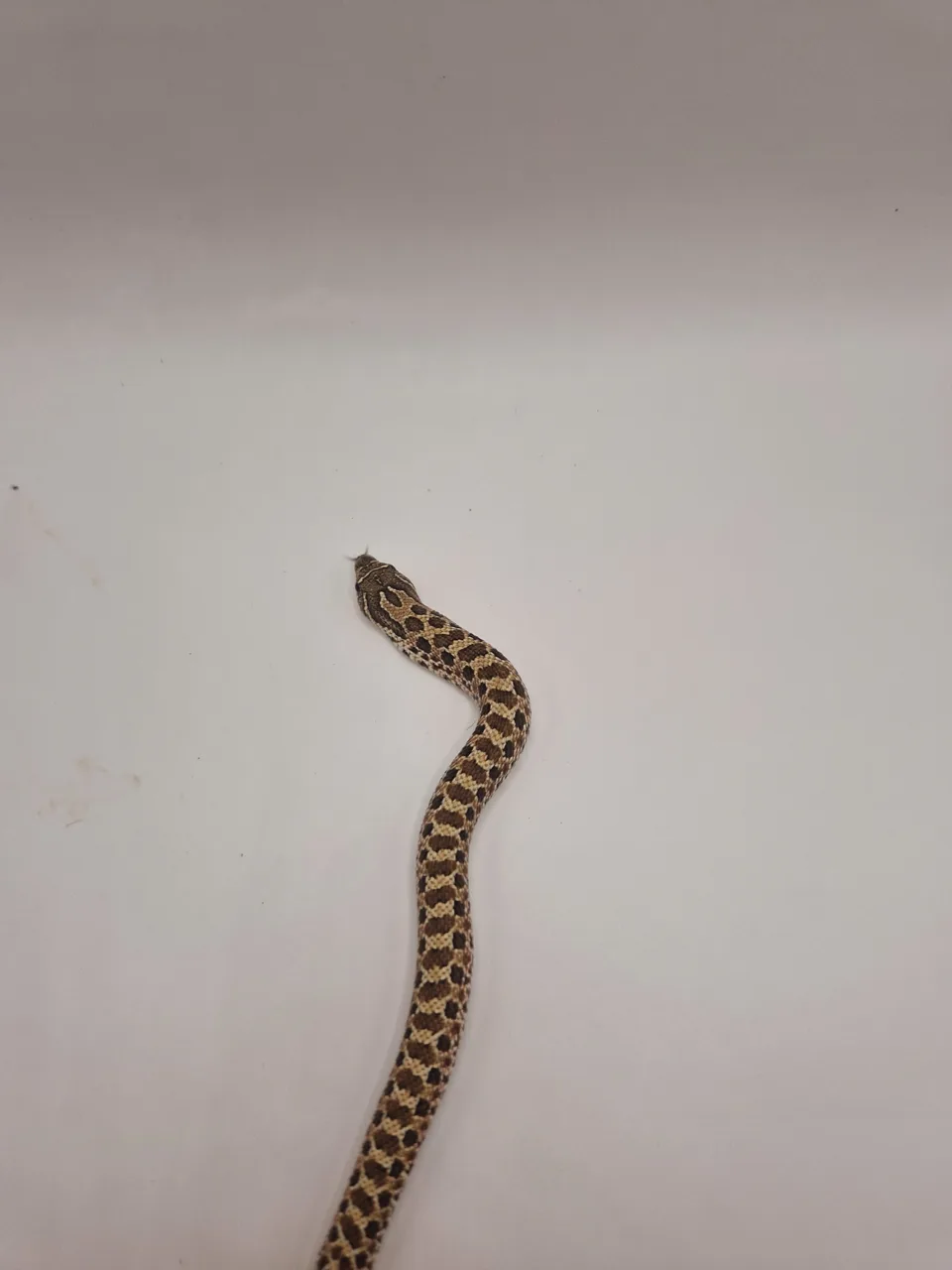 Purpleline Arctic - Hognose