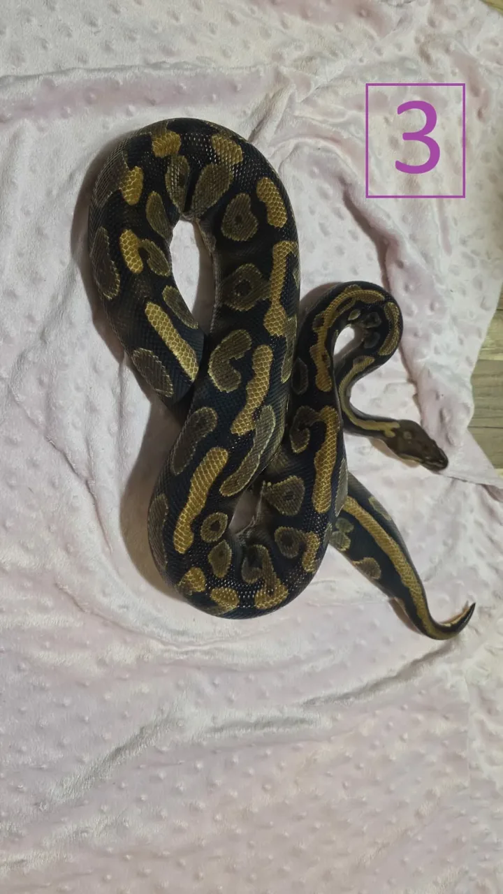 Yellowbelly 100% HET Pied Female - Royal Python, Photo 3 of 3