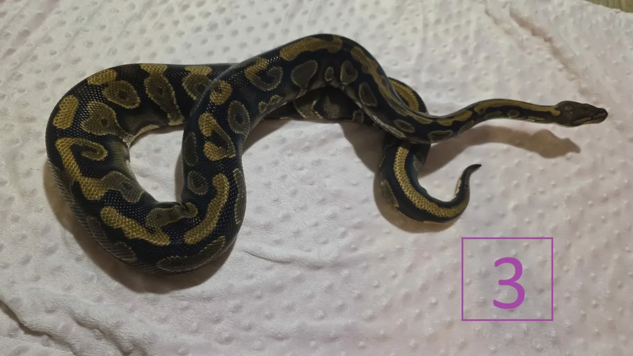 Yellowbelly 100% HET Pied Female - Royal Python, Photo 1 of 3