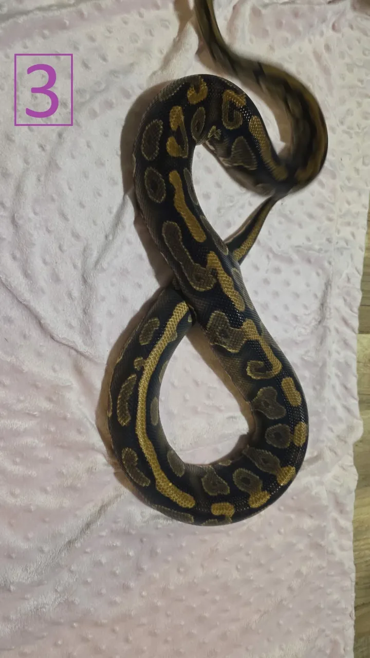 Yellowbelly 100% HET Pied Female - Royal Python, Photo 2 of 3