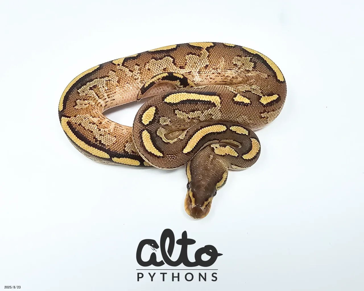 Bongo Fire Yb poss OD het Clown - Royal Python
