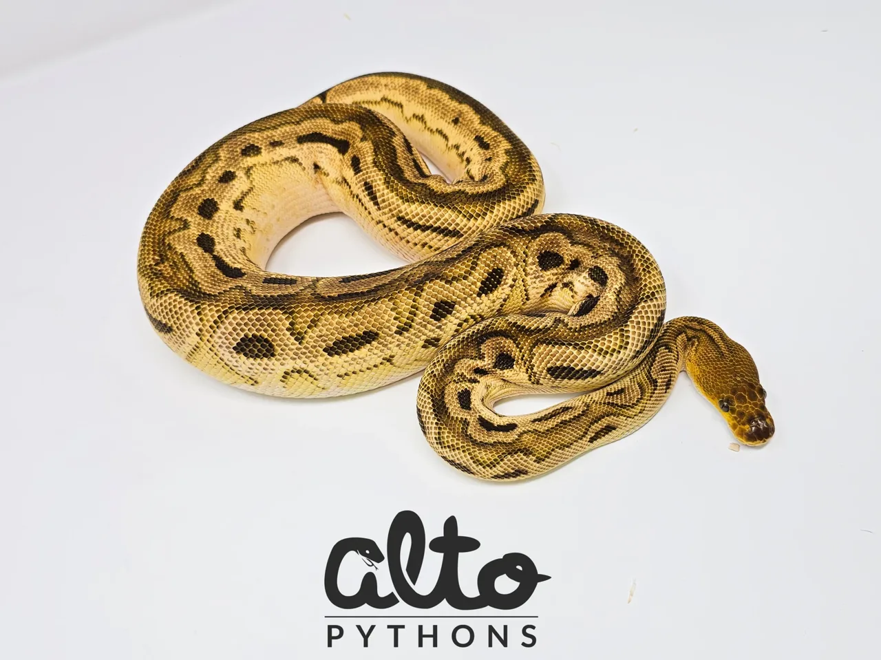 Bongo OD Clown - Royal Python