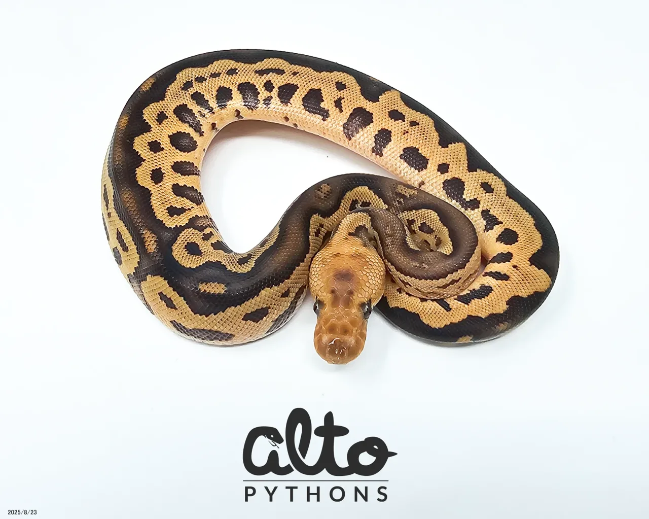 Bongo Fire Leopard Clown - Royal Python