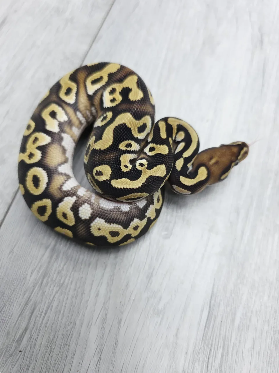 Mojave HI-OD het monsoon - Royal Python