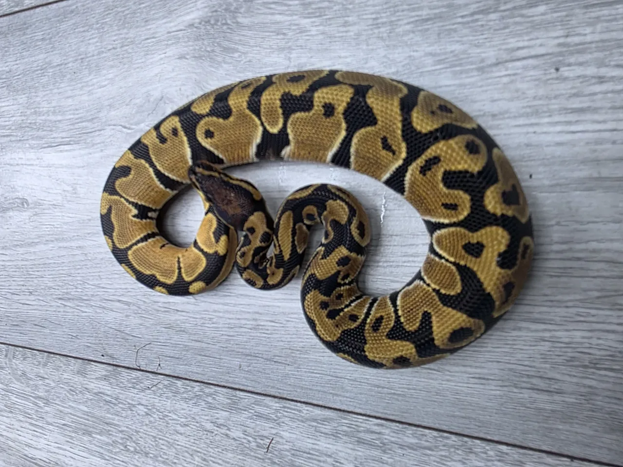 Dh hypo puzzle (pos orange dream) - Royal Python