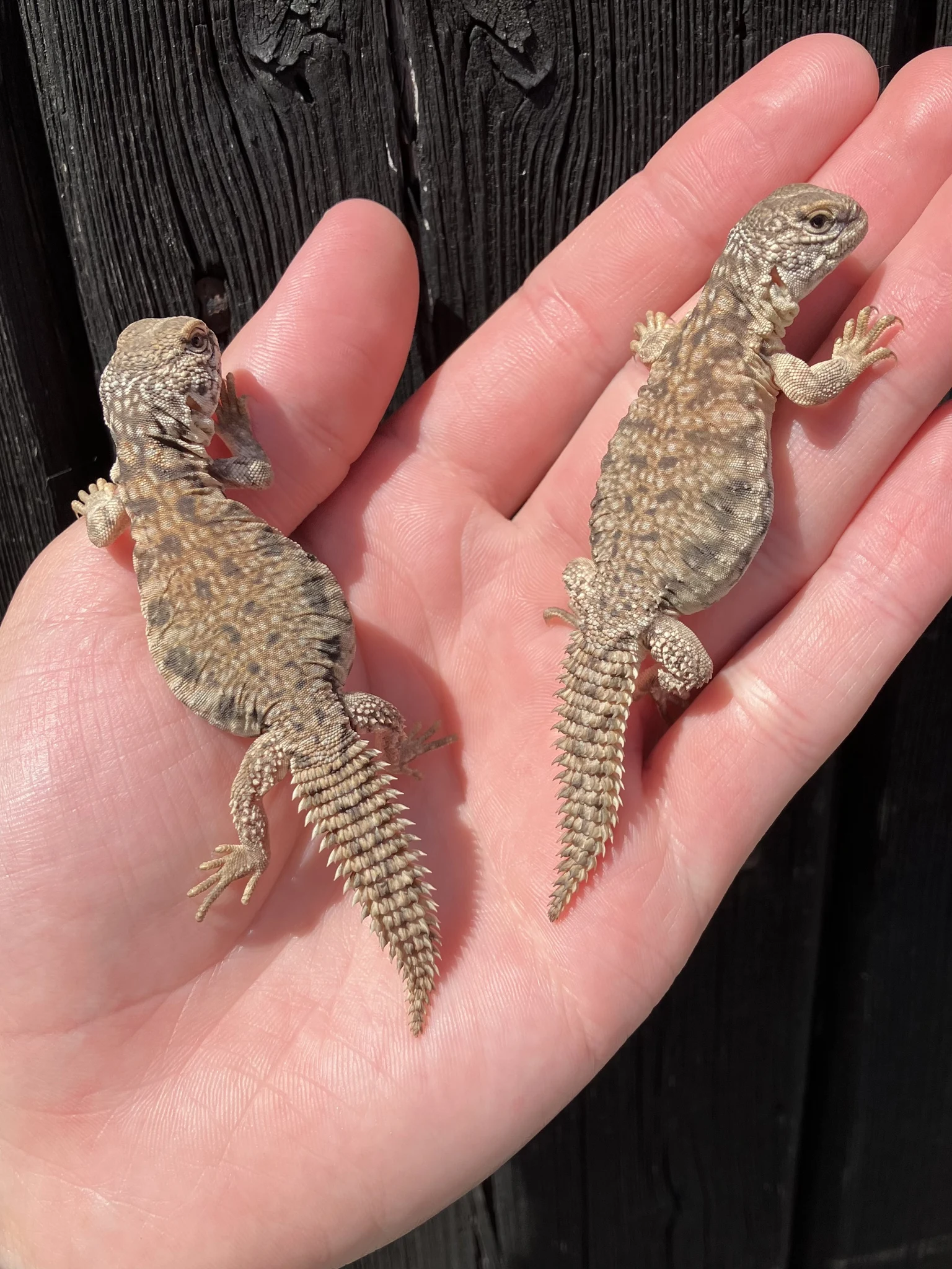Moroccan Uromastyx baby - Uromastyx