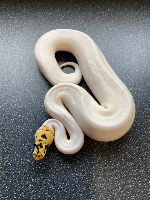 Pastel spotnose clown pied - Royal Python