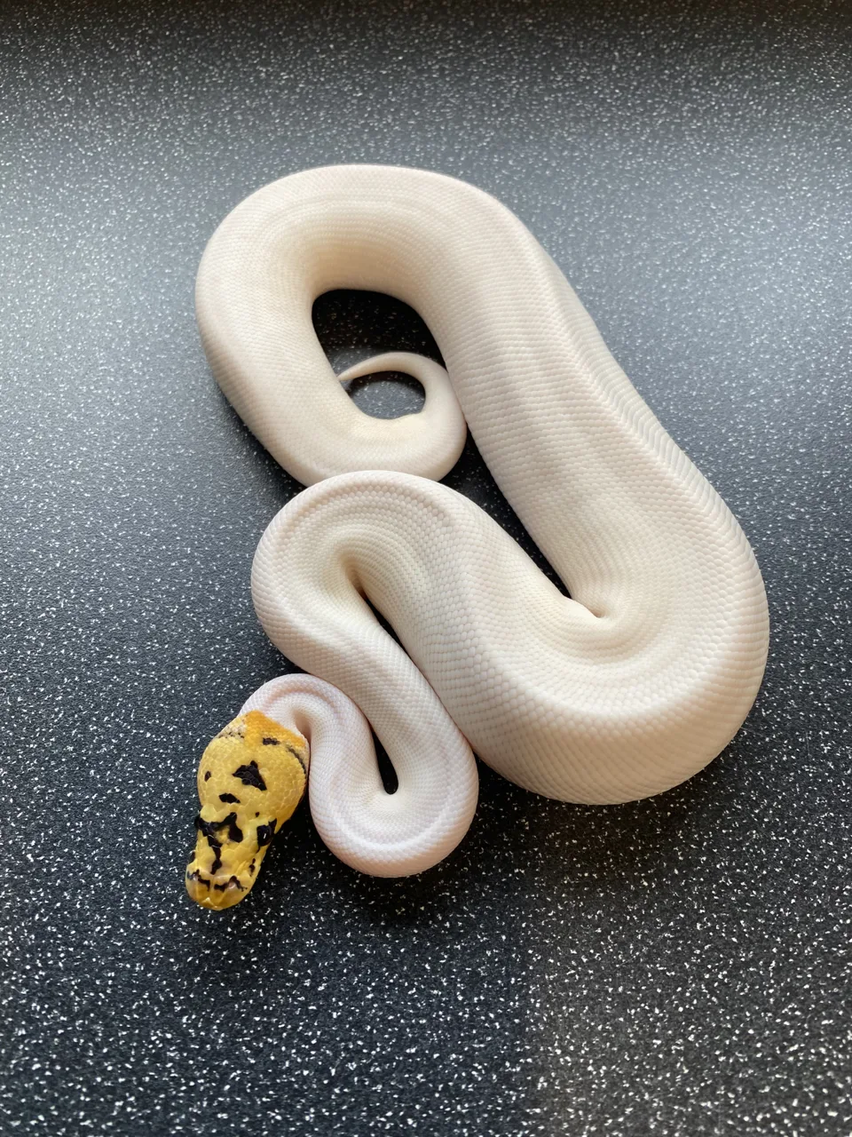 Pastel spotnose clown pied - Royal Python
