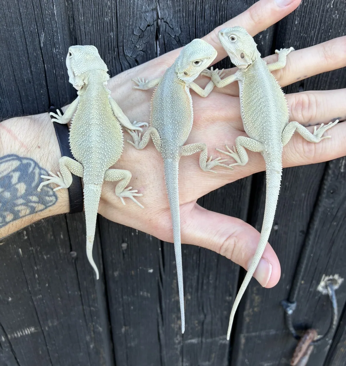 Hypo witblits females - Bearded Dragon