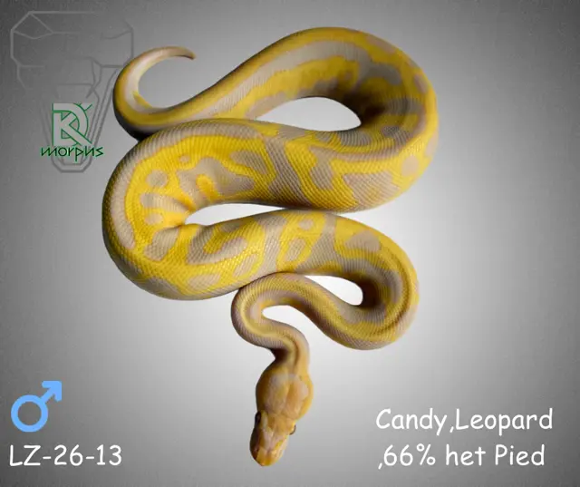 Candy-Leo 66% het pied - Royal Python