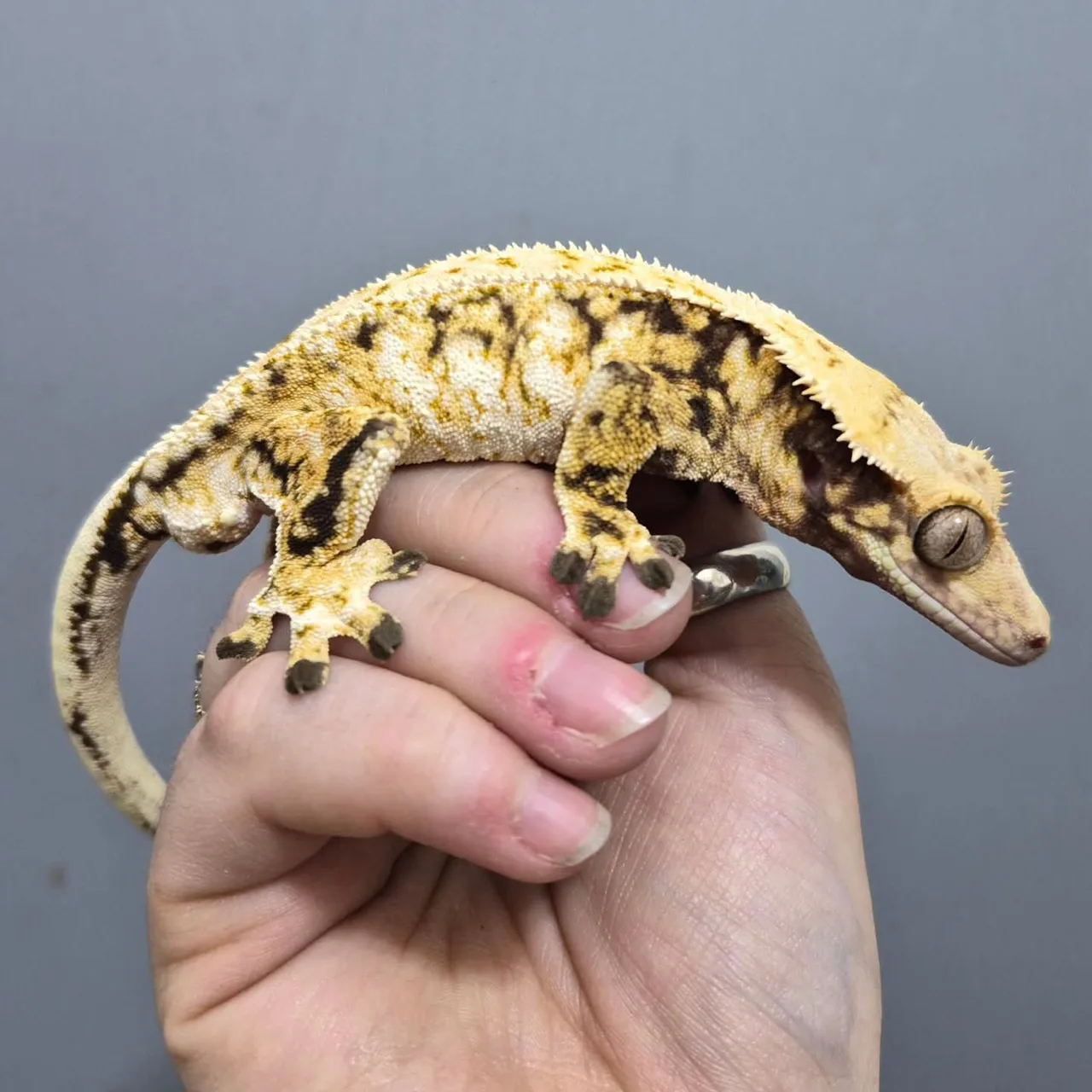 Extreme Tricolour - Crested Gecko