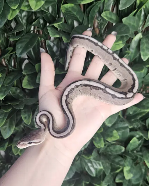 Axanthic Genetic Stripe - Royal Python