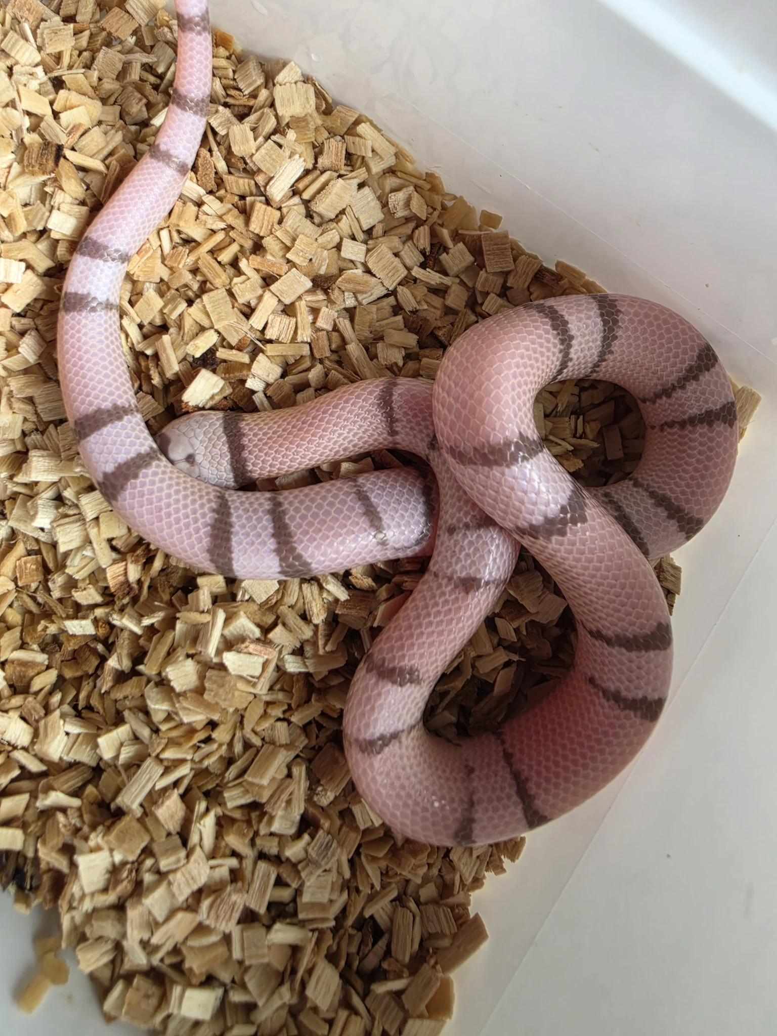 Ghost vp female pos het amel Honduran milk snake - Other Colubrid