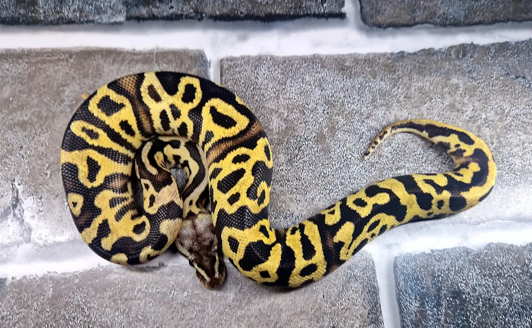 Female leopard firefly 66% double het desert ghost pied - Royal Python