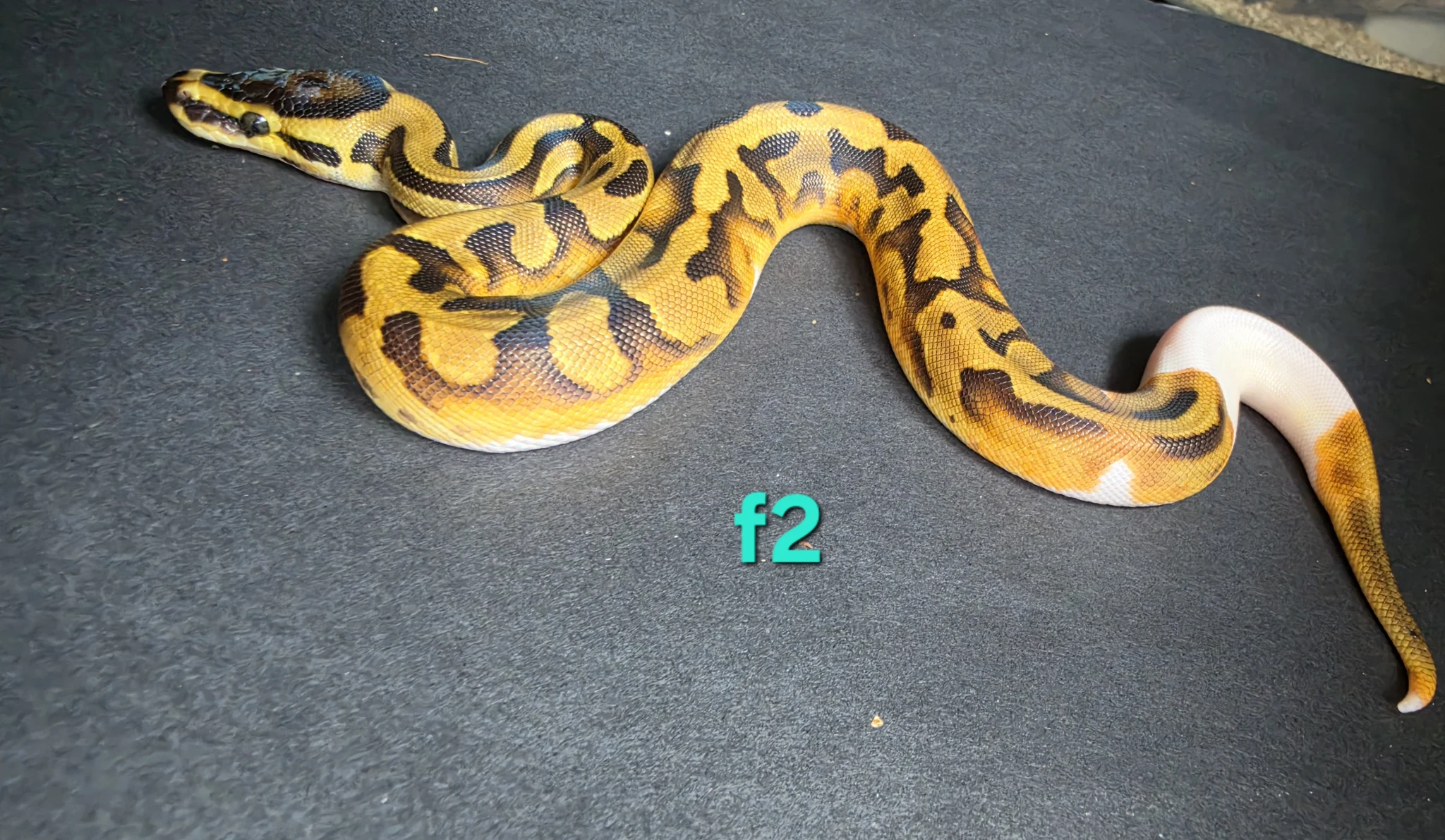 Enchi pied 100% het clown - Royal Python