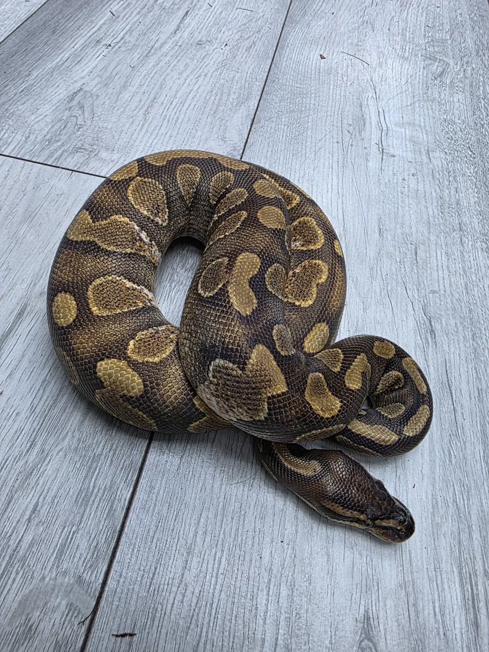 Stranger enchi calico ph clown - Royal Python, Photo 1 of 2
