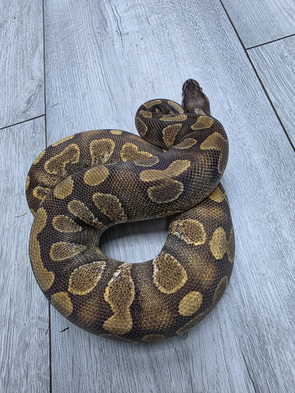 Stranger enchi calico ph clown - Royal Python, Photo 2 of 2
