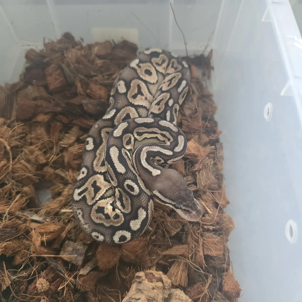Black pewter het albino - Royal Python, Photo 3 of 3