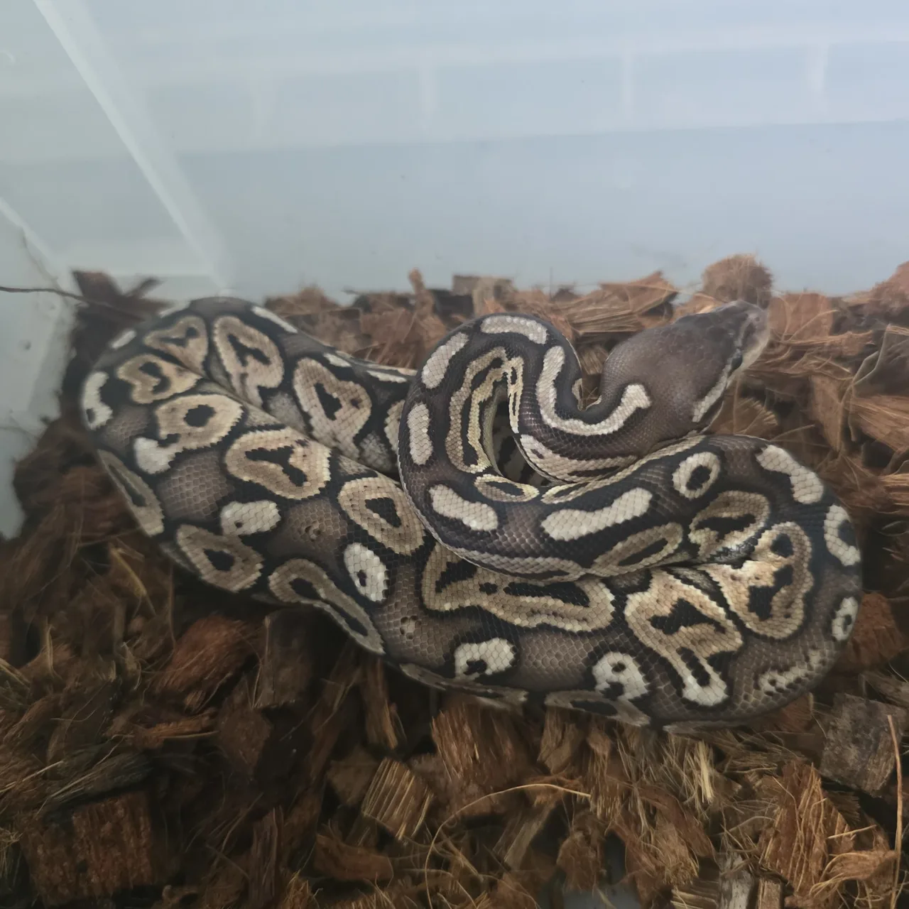Black pewter het albino - Royal Python, Photo 1 of 3