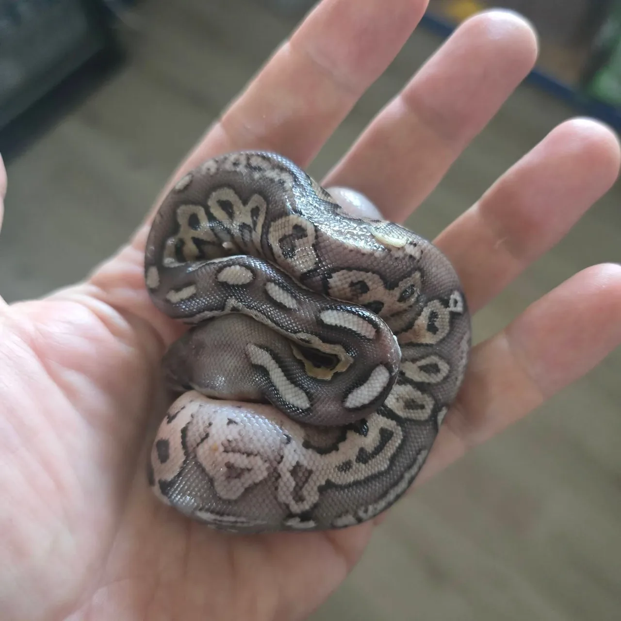 Black pewter het albino - Royal Python, Photo 2 of 3