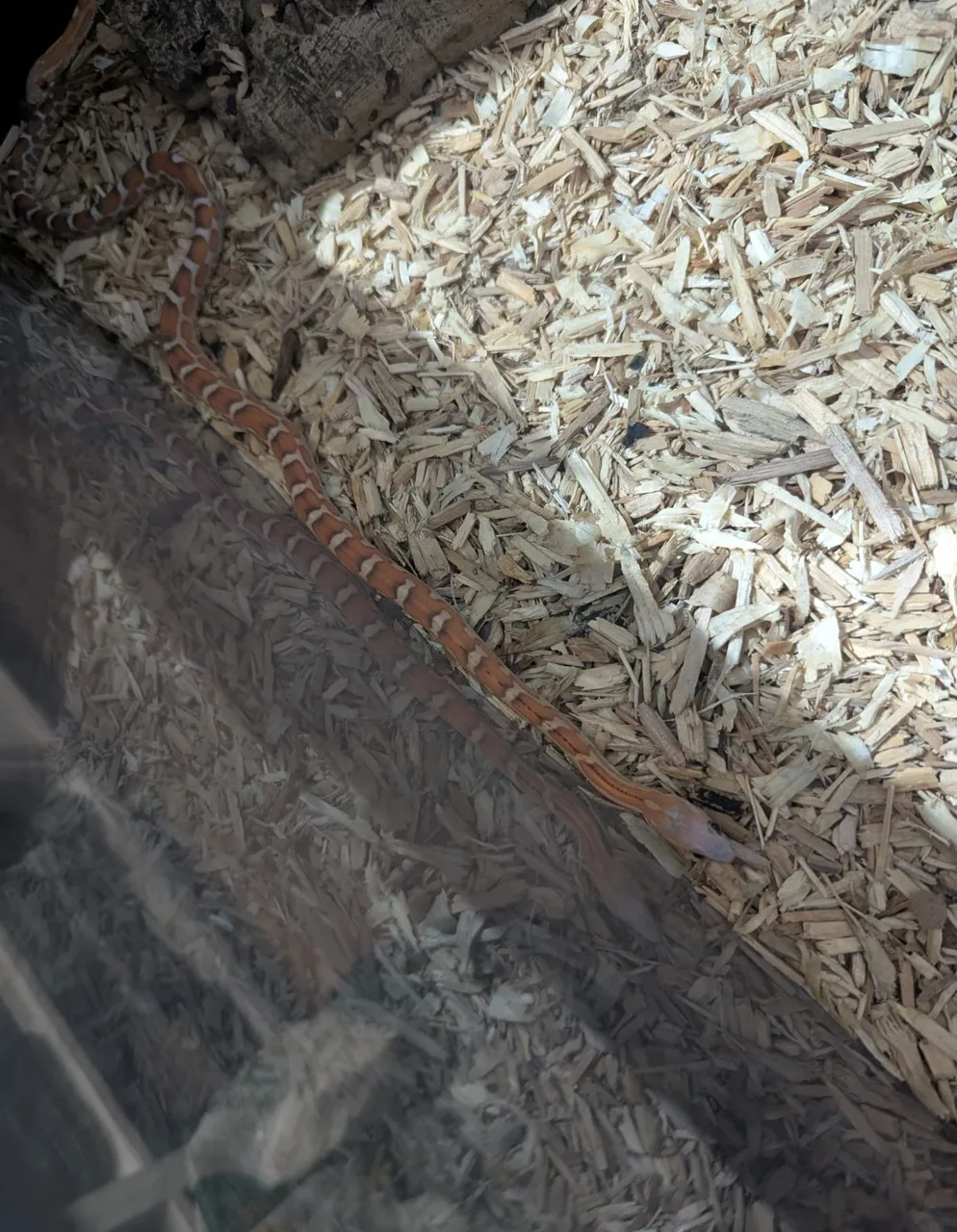 Hypo Scaleless Corn Snake - Corn Snake