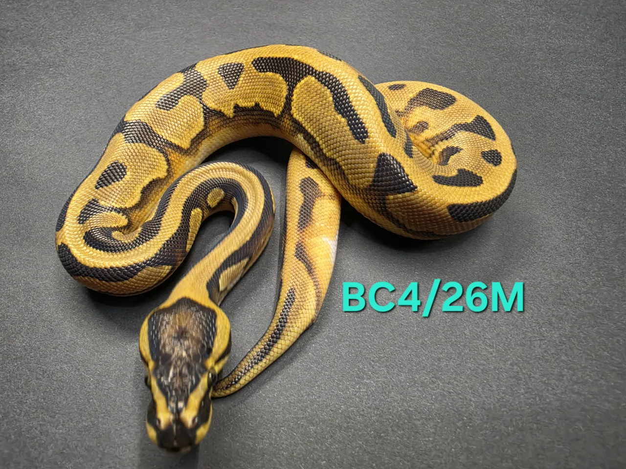 Enchi low white pied het clown - Royal Python