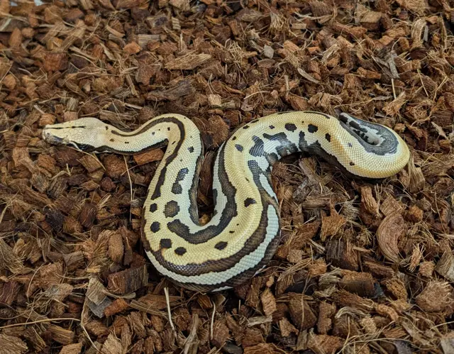 2026 Male CBE Stripe Goldeneye het T+ Albino - Short-Tailed Python