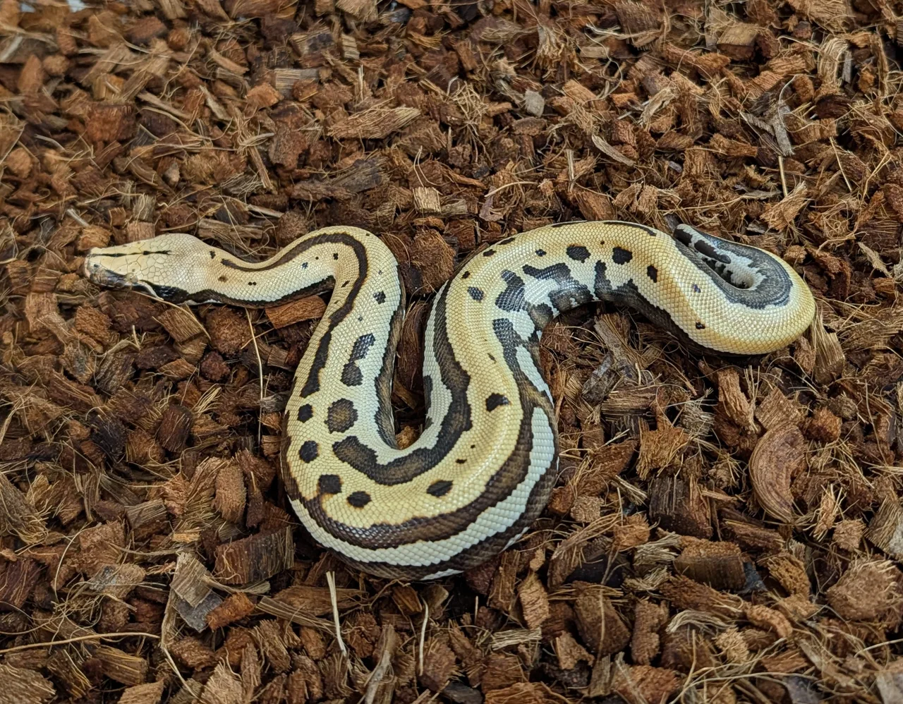 2026 Male CBE Stripe Goldeneye het T+ Albino - Short-Tailed Python