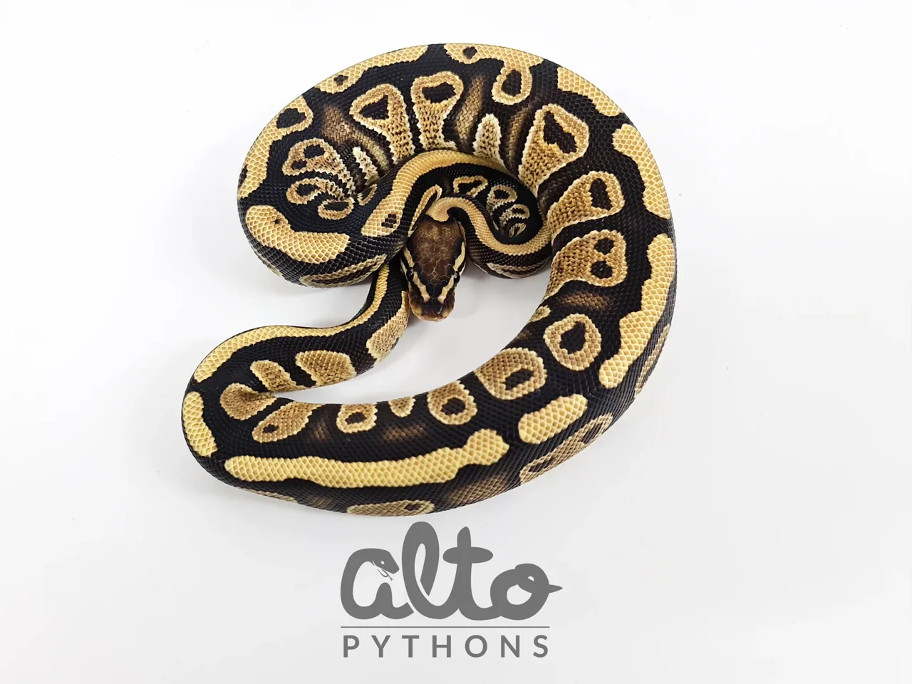 Arroyo het Clown - Royal Python