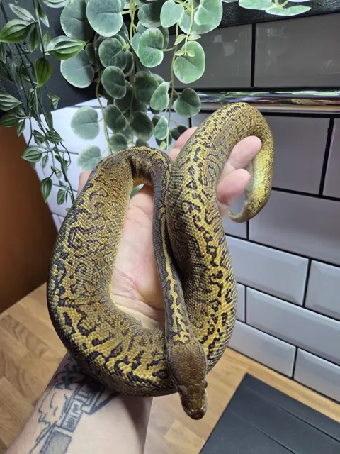 monsoon 66% het candy - Royal Python