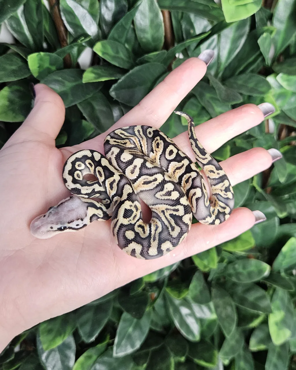 Super Pastel GHI double het Desert Ghost Clown 66% het Axanthic - Royal Python