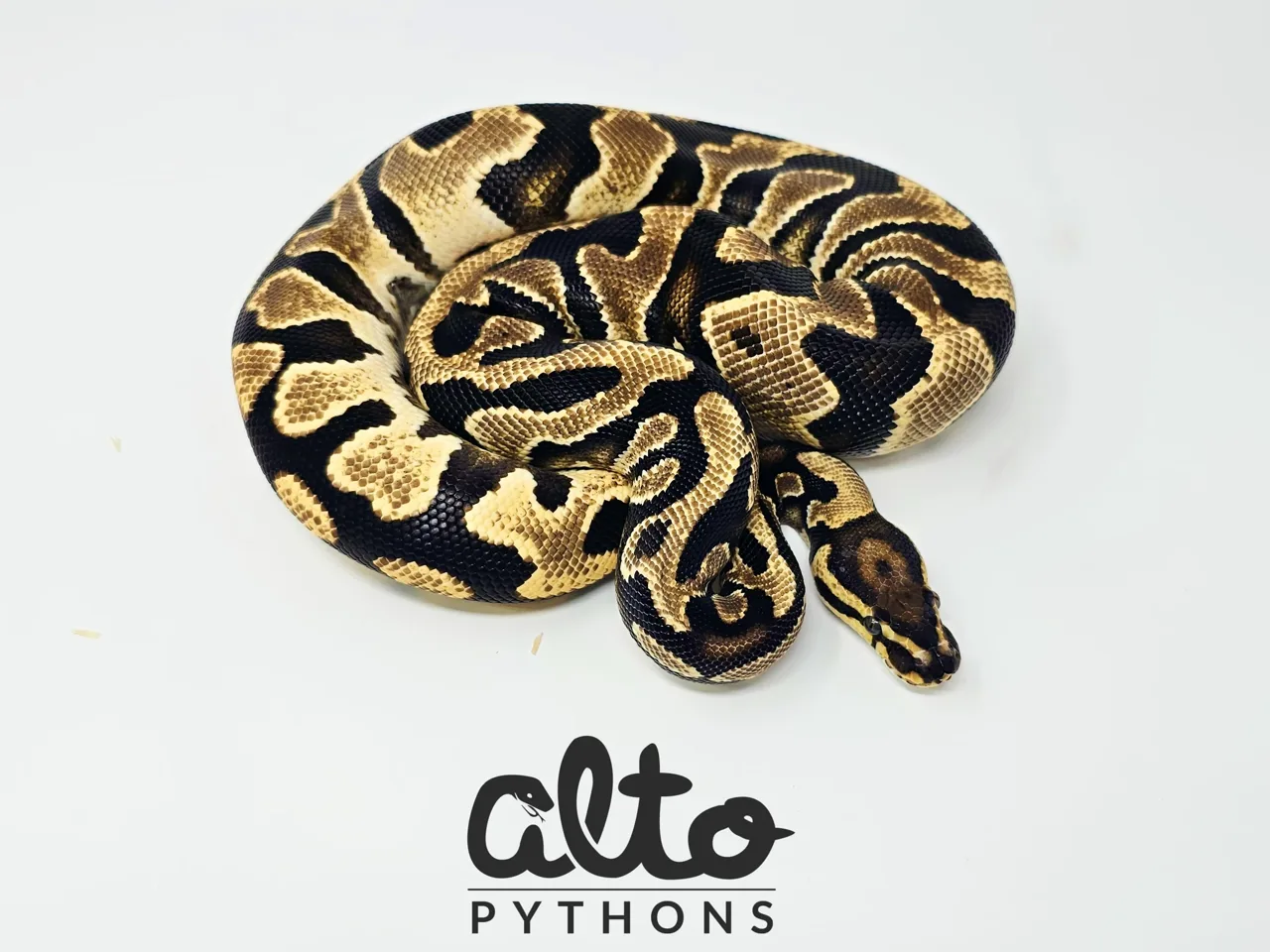 Amplify YB het Clown - Royal Python
