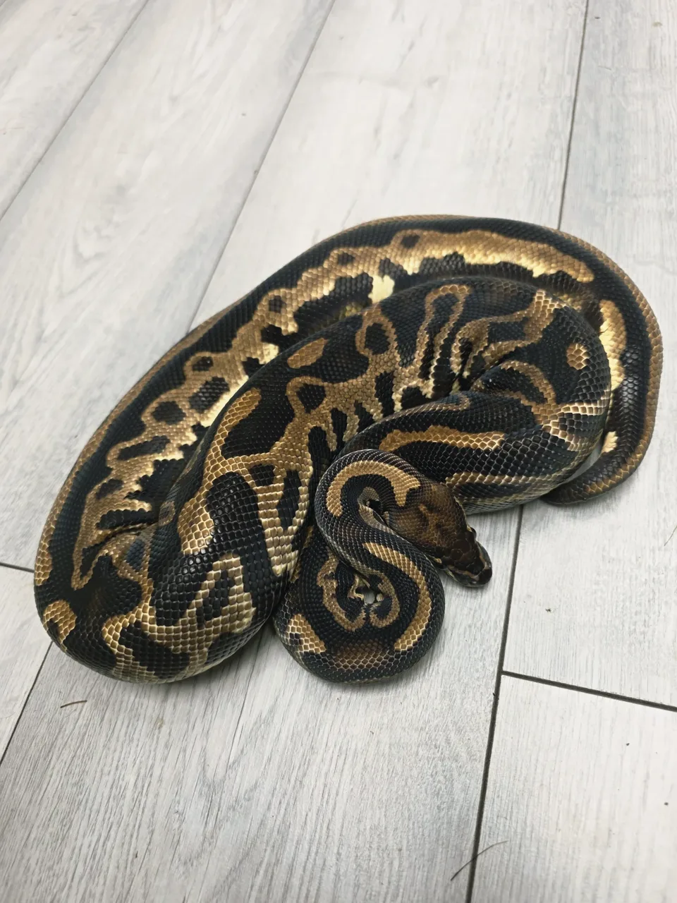 Hurricane leopard yellow belly DH ultramel pied - Royal Python