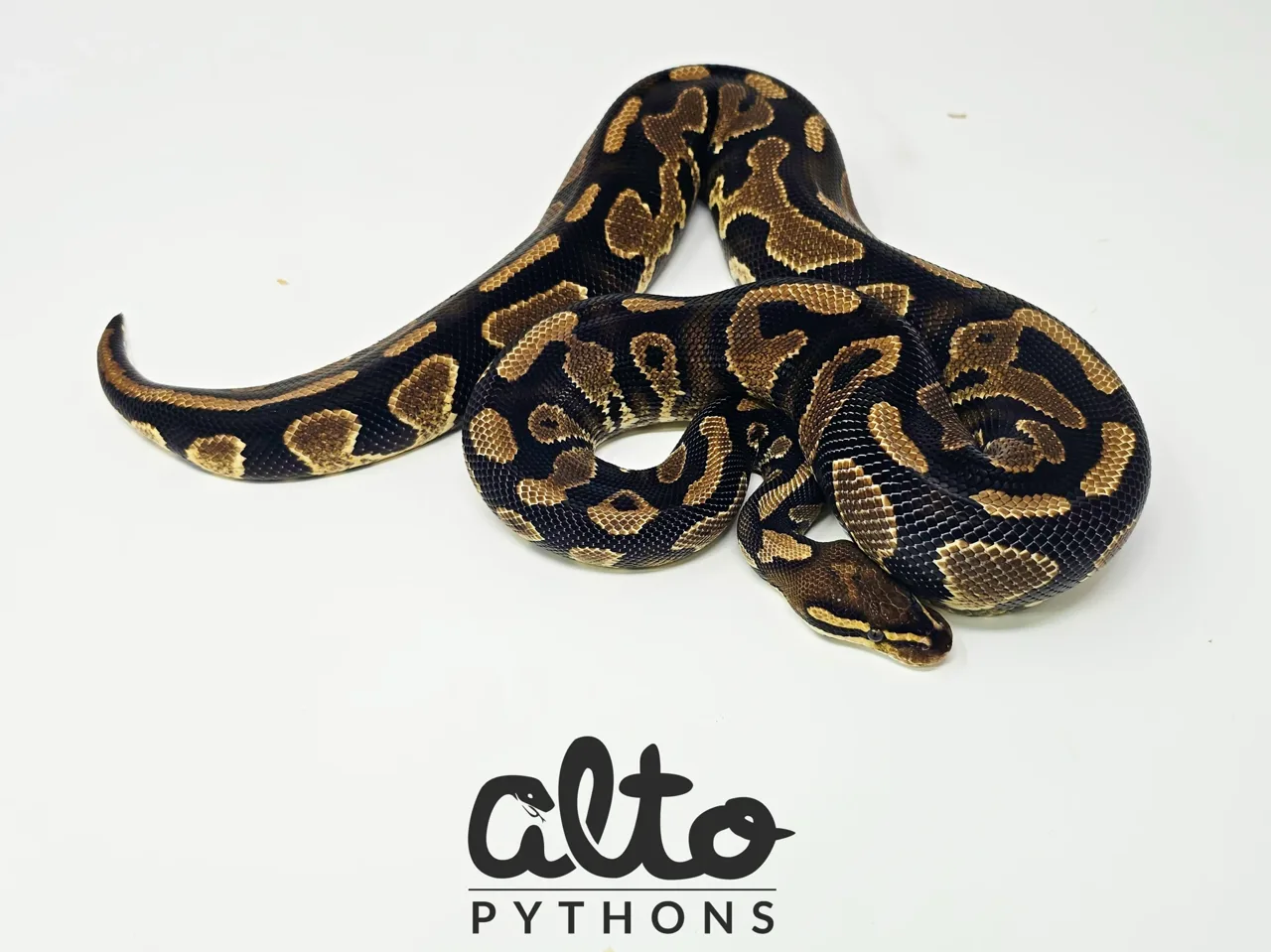 Tango het Clown - Royal Python