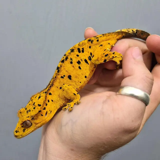 Super Dalmatian - Crested Gecko