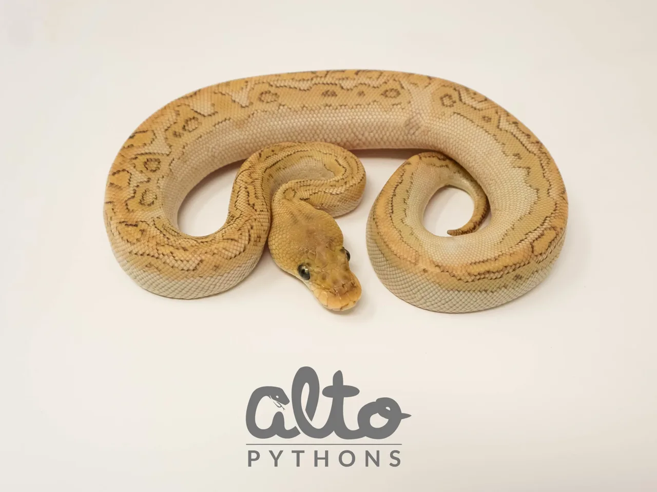 Lesser ODYB Bongo Clown - Royal Python, Photo 2 of 2
