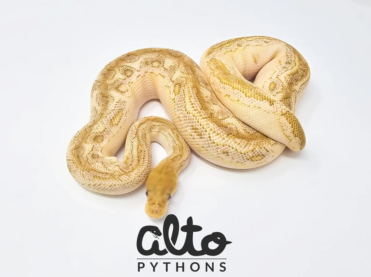 Lesser ODYB Bongo Clown - Royal Python, Photo 1 of 2